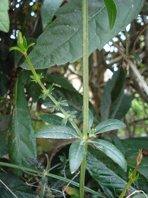 Rubia peregrina