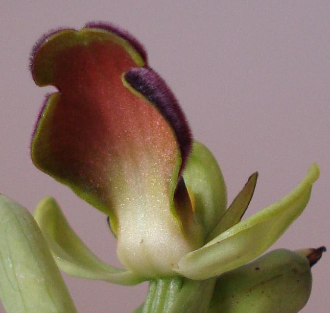 Ophrys iricolor subsp. eleonorae