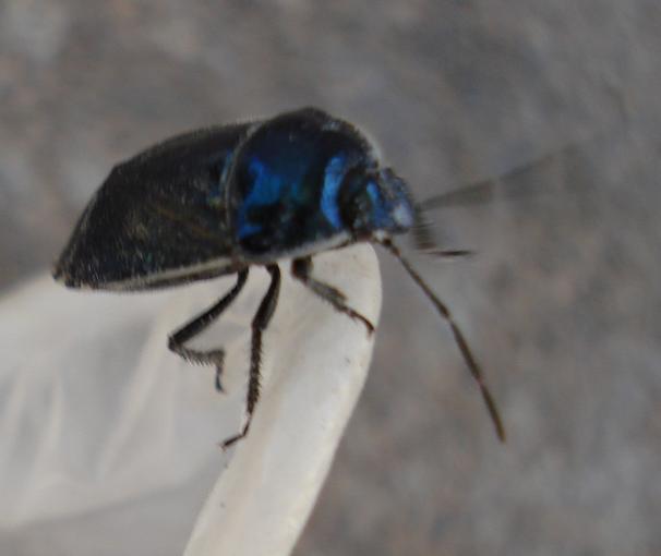 Cydnidae: Canthophosu dubius di Turri (Sardegna)