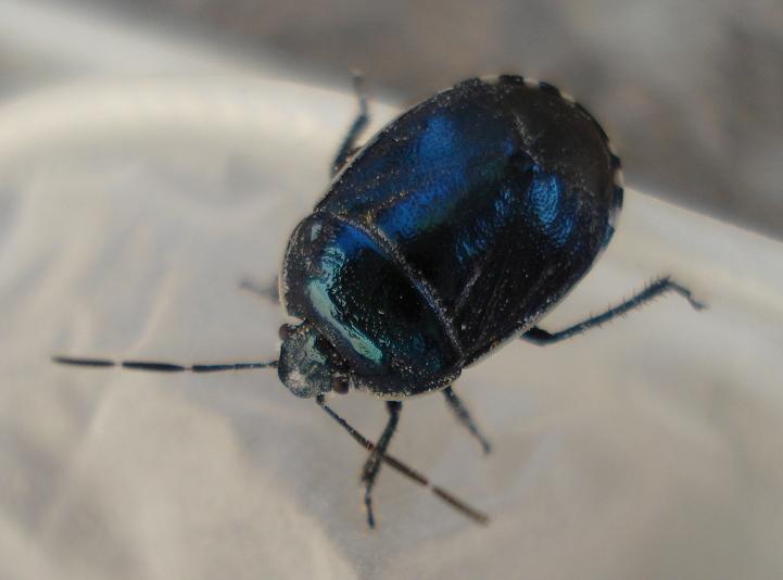 Cydnidae: Canthophosu dubius di Turri (Sardegna)