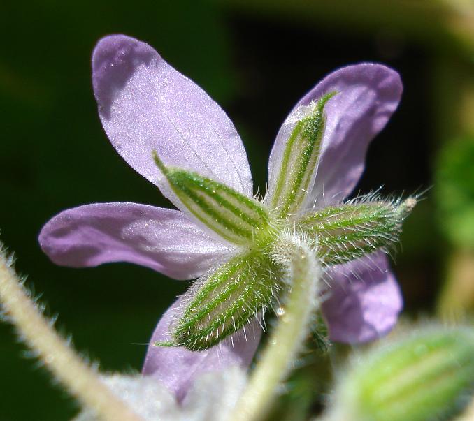 Credo sia un Erodium