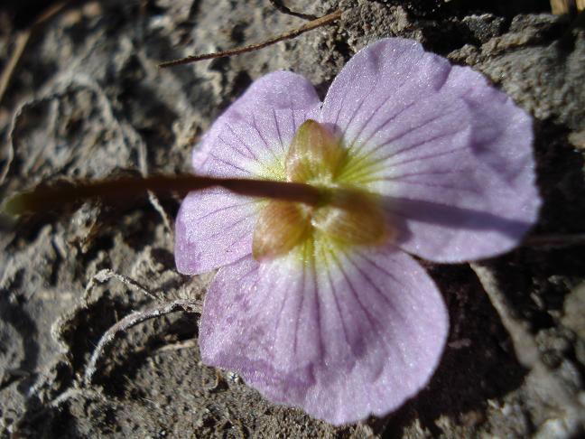 Baldellia ranunculoides