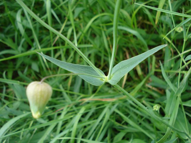 Silene vulgaris s.l.