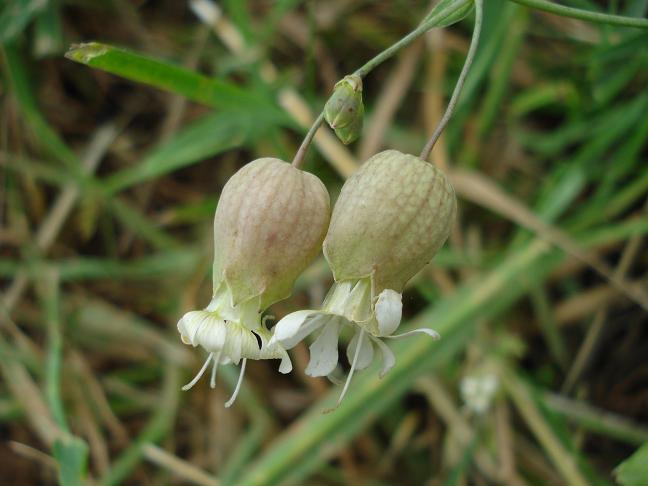 Silene vulgaris s.l.