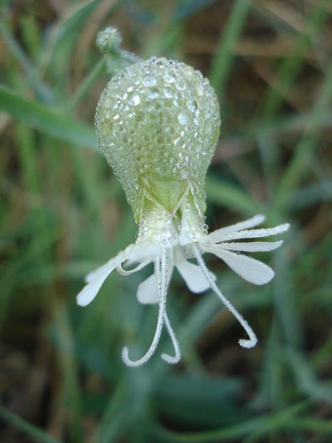 Silene vulgaris s.l.