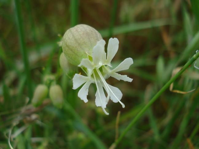 Silene vulgaris s.l.