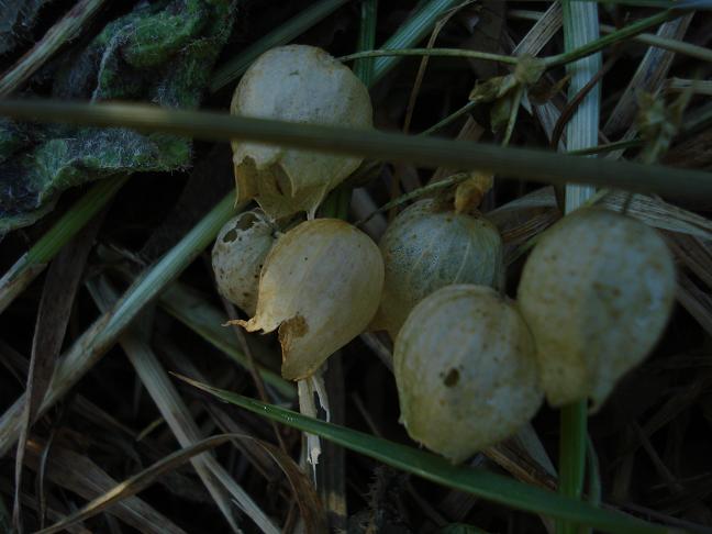 Silene vulgaris s.l.