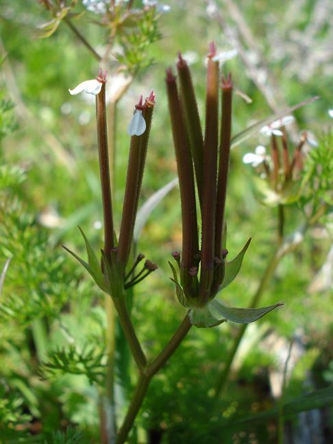 Scandix pecten-veneris