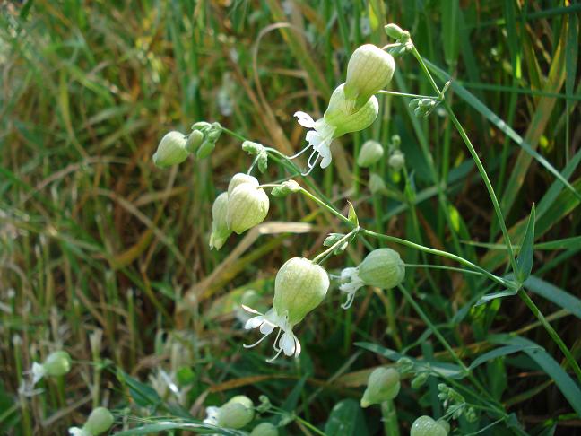 Silene vulgaris s.l.