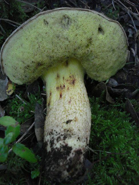 Xerocomus impolitus da confermare