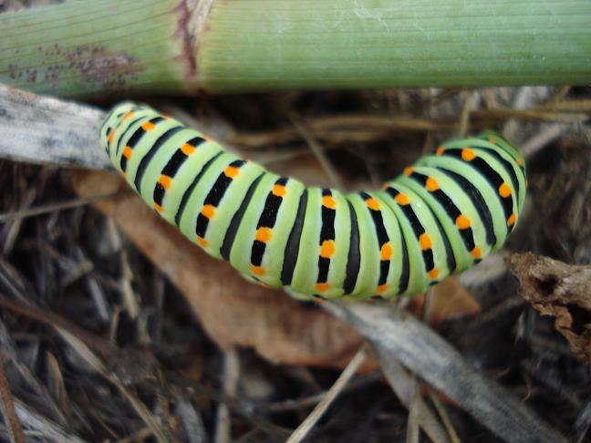 da identificare - Papilio machaon (larva)