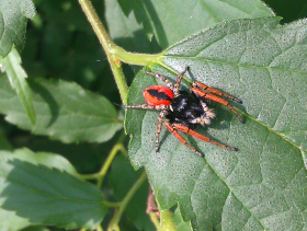 Philaeus chrysops