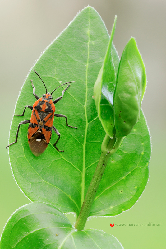 Lygaeidae: Spilostethus pandurus della Toscana (FI)