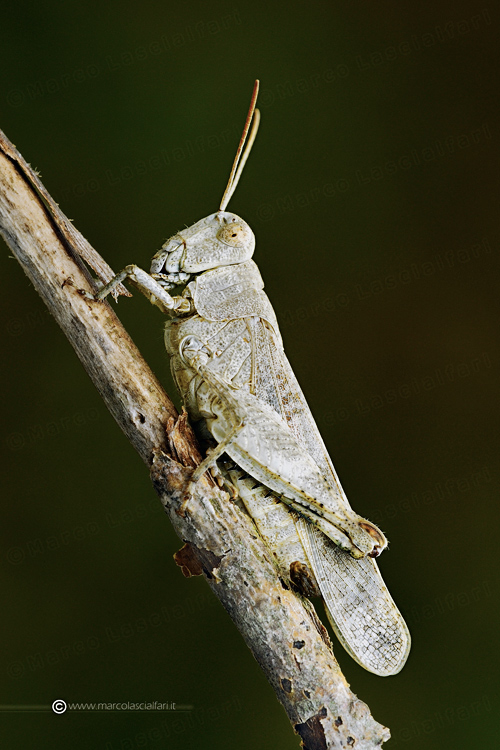 Acridiidae