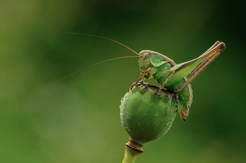 Tettigoniidae (Platycleis?)