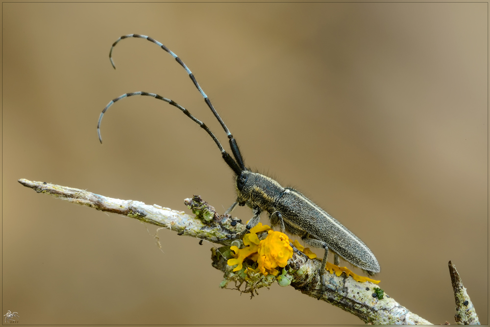 Agapanthia cardui?