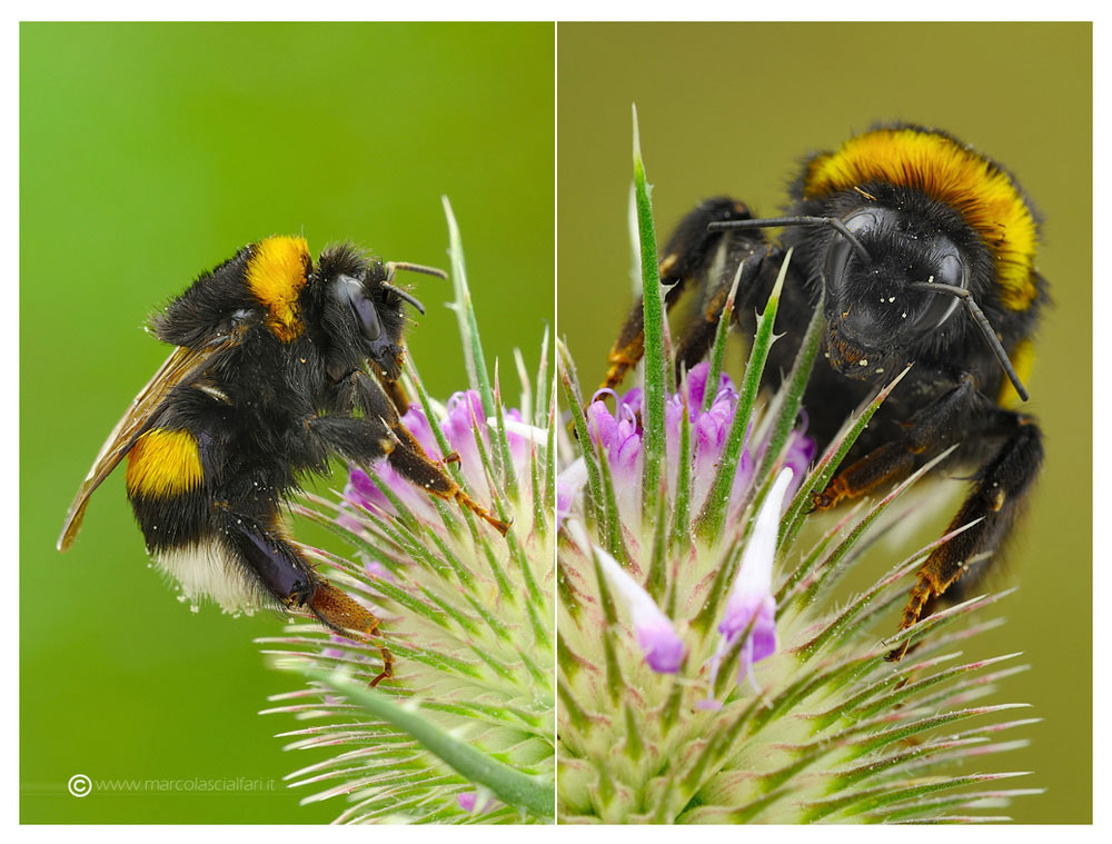 Bombus terrestris?