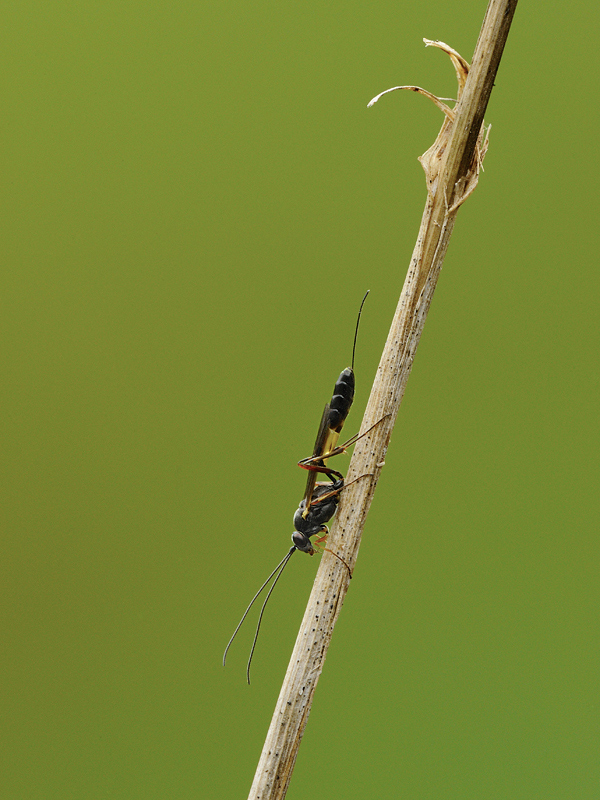 Ichneumonidae