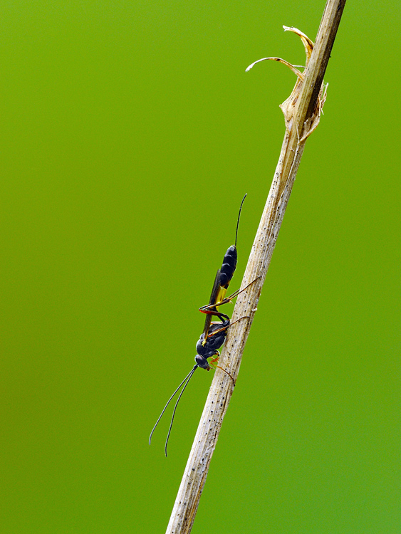 Ichneumonidae Campopleginae