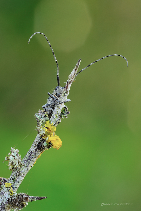 Agapanthia cardui?