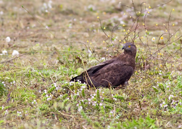 Falco pecchiaiolo