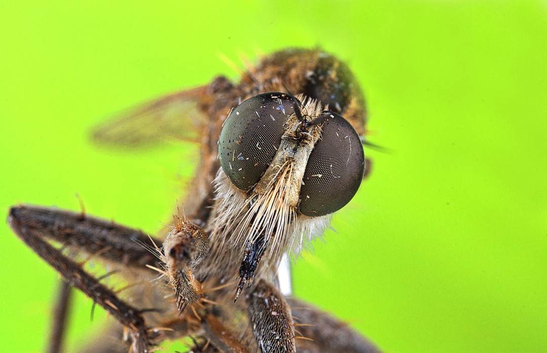 identificazione asilide e tafano