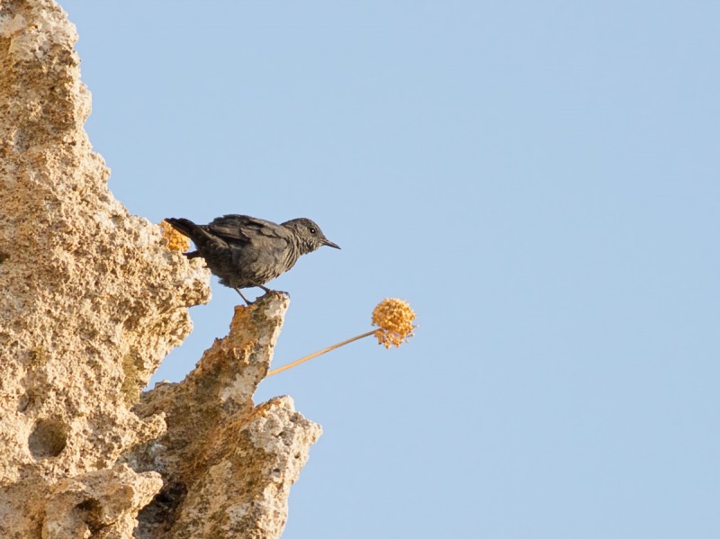 passero solitario