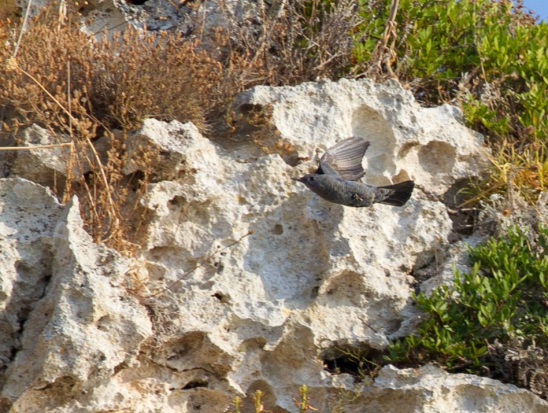 passero solitario