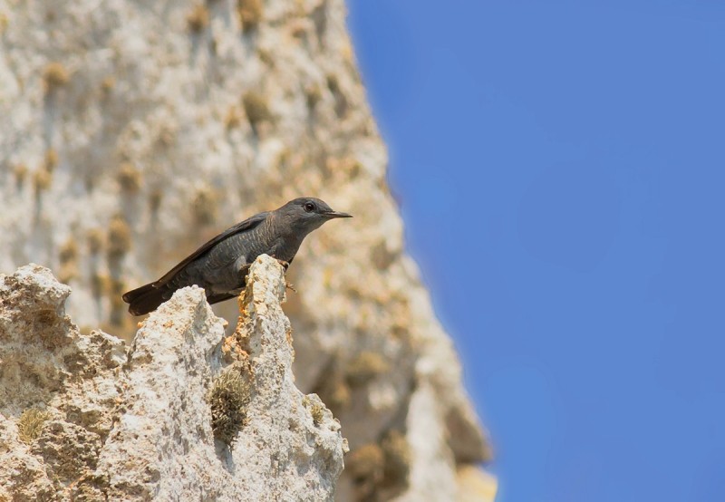 passero solitario