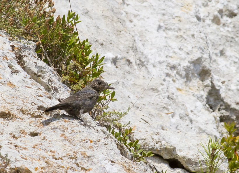 Giovane passero solitari0