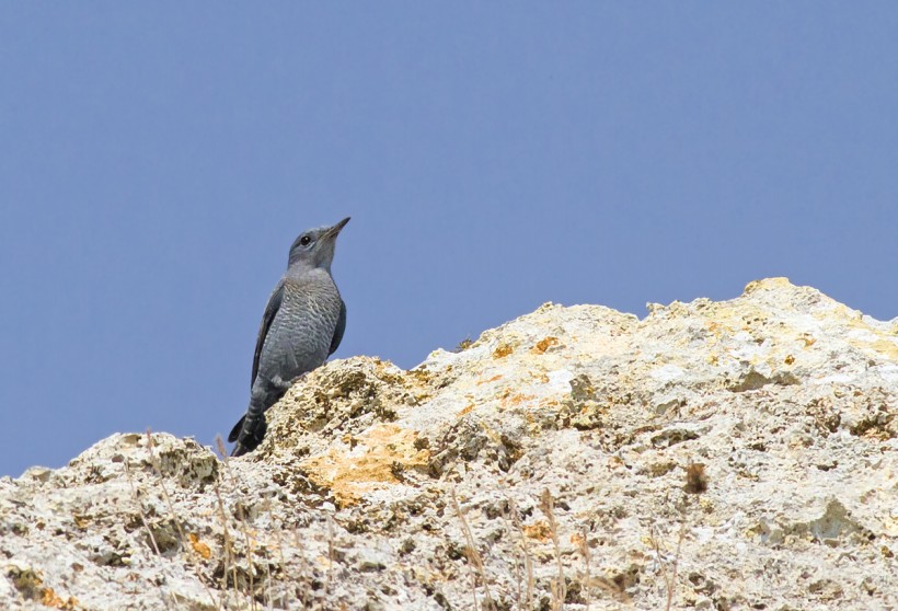 Giovane passero solitari0