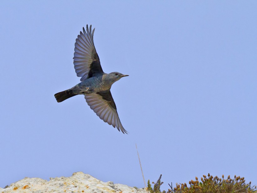 Giovane passero solitari0