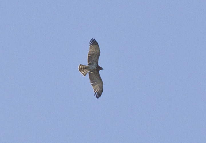 identificazione rapace(biancone?)