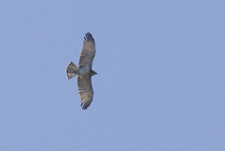 identificazione rapace(biancone?)