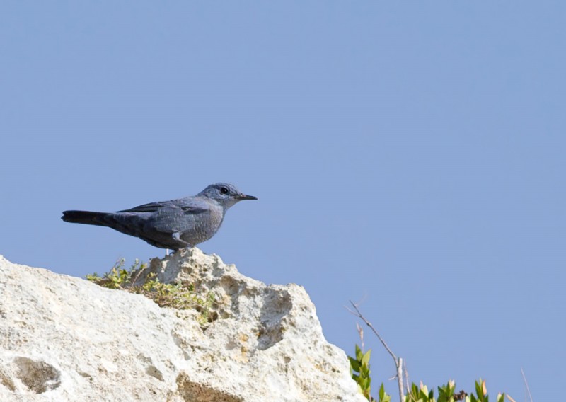 passero solitario