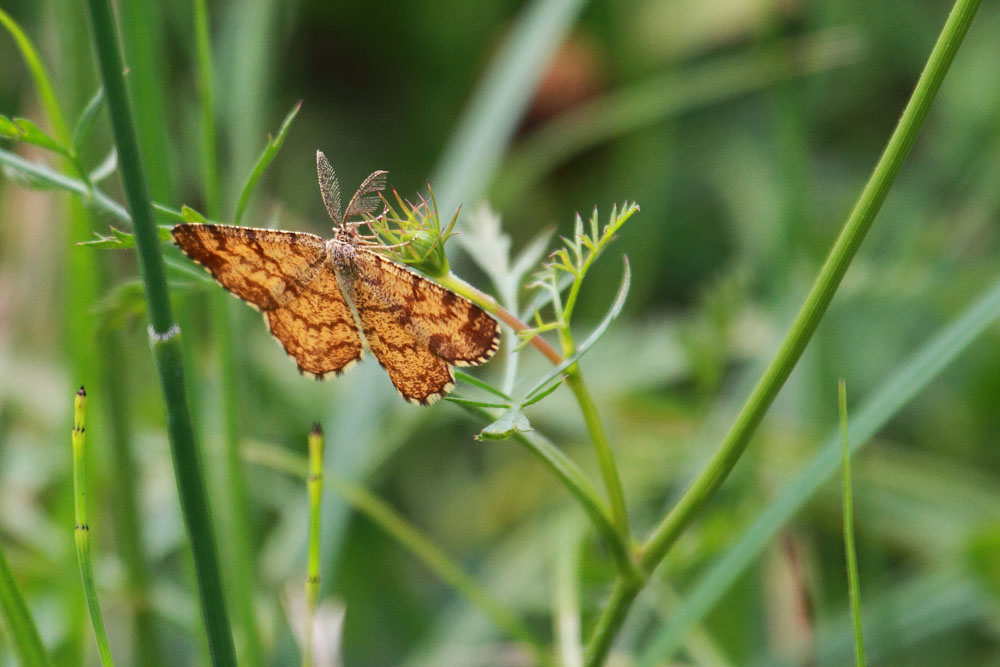 Identificazione : Ematurga atomaria maschio