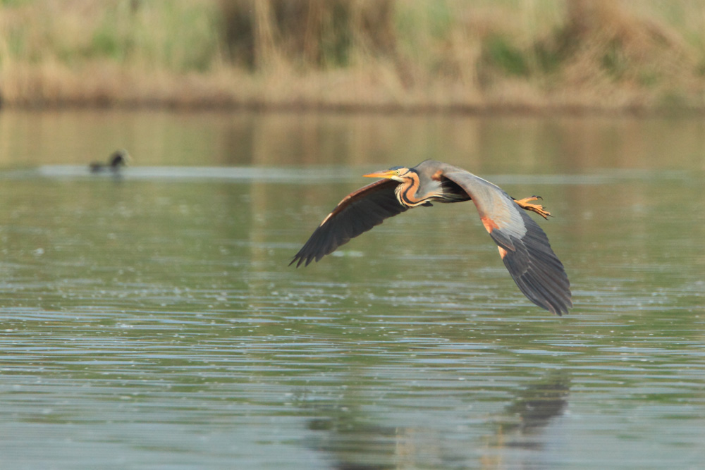 Ardea purpurea