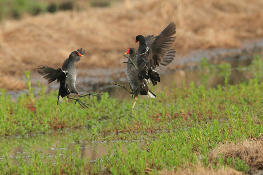 Moorhens boxing