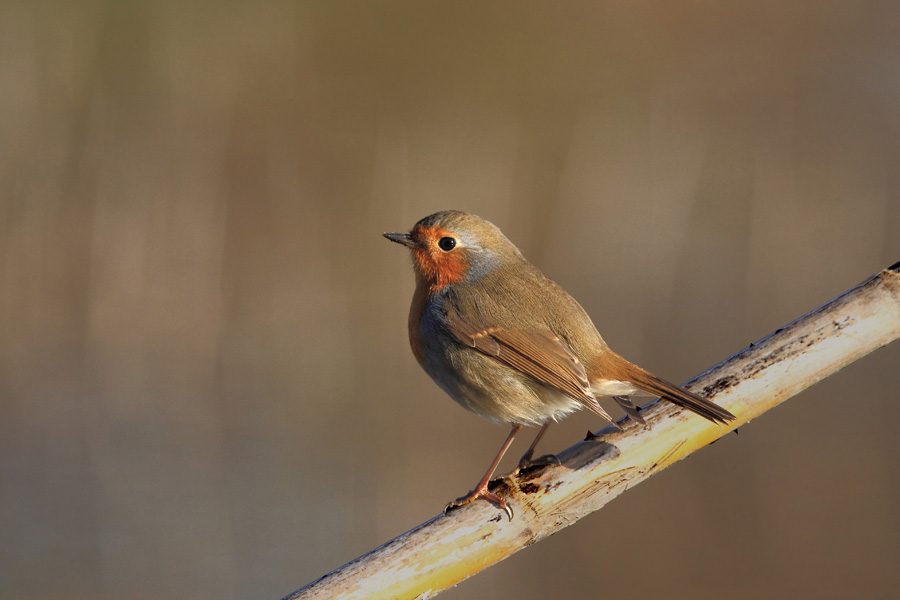 Pettirosso sul posatoio del martino