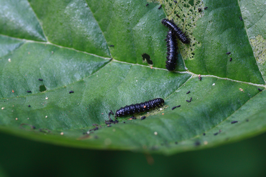 larve: probabile Prasocuris phellandrii (Chrysomelidae)