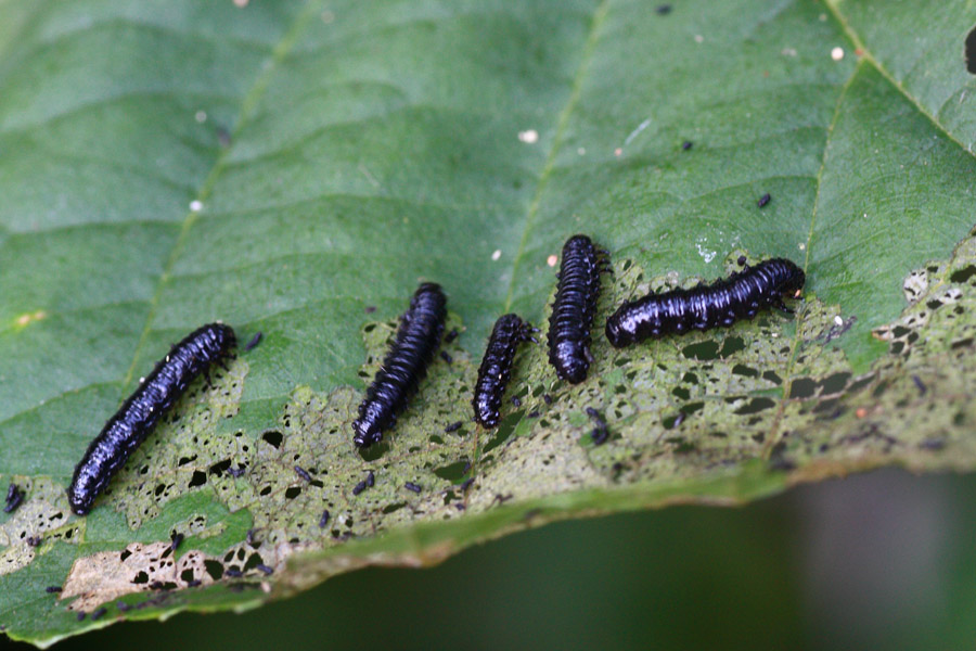 larve: probabile Prasocuris phellandrii (Chrysomelidae)