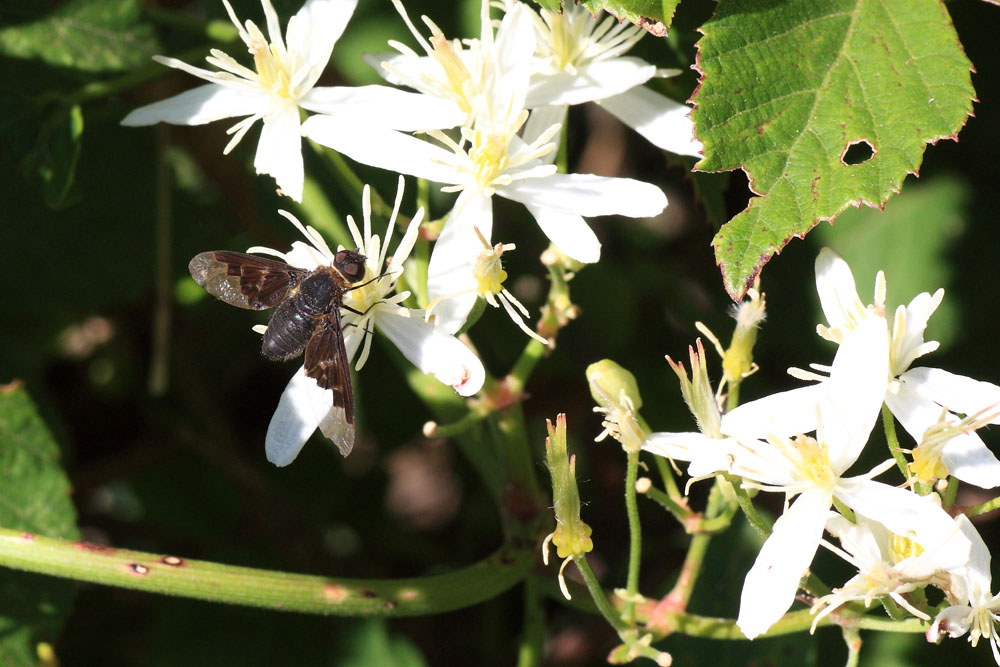 Hemipenthes morio (Bombyliidae)