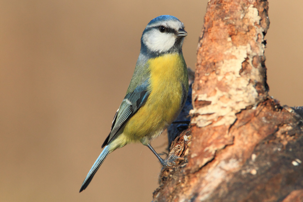 Cyanistes (ex Parus) caeruleus