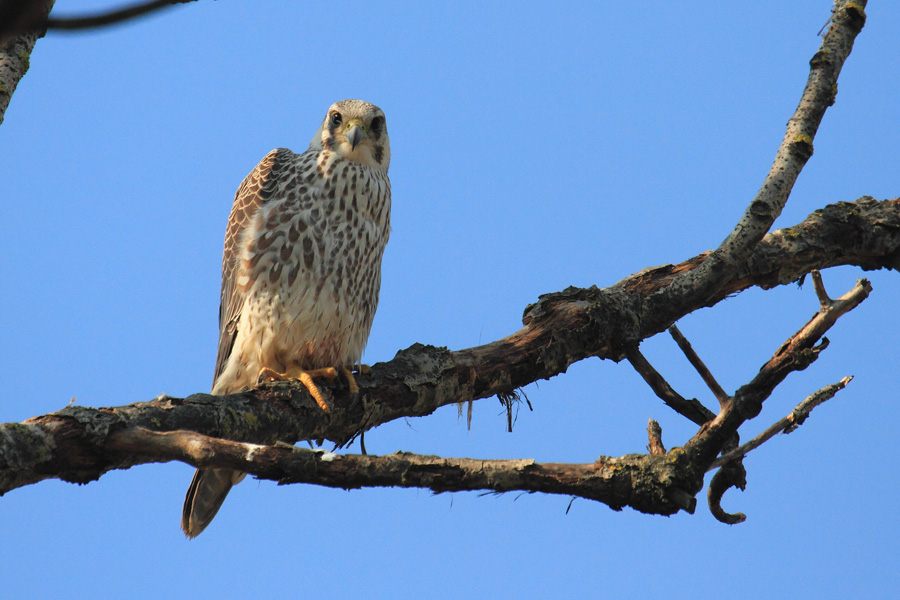 Anche io ti guardo (Falco peregrinus calidus juv.)