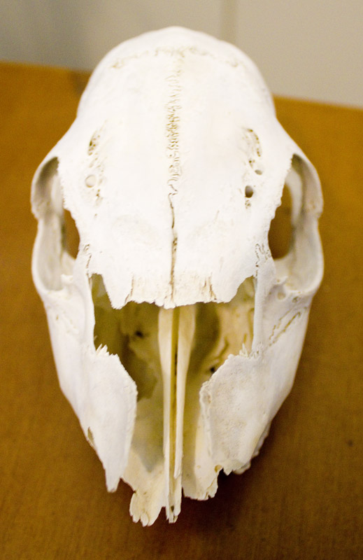Cranio Da Identificare
