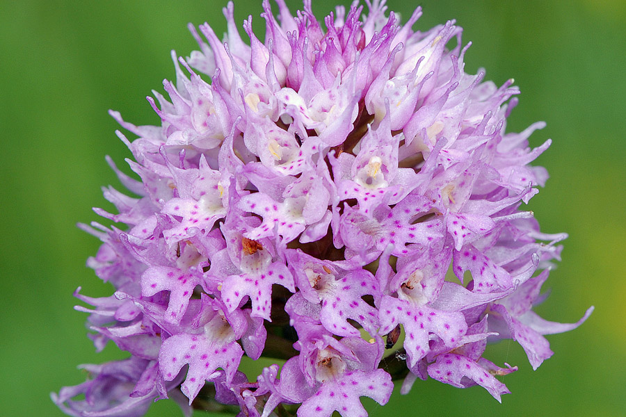 Traunsteinera globosa