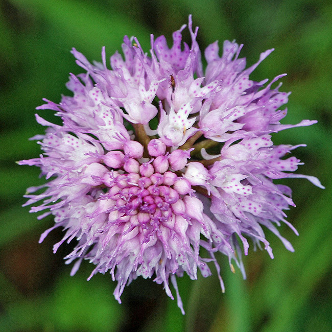 Traunsteinera globosa