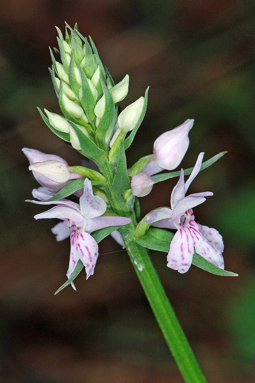 Traunsteinera globosa