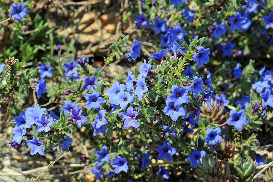 Lithodora fruticosa (L.) Griseb