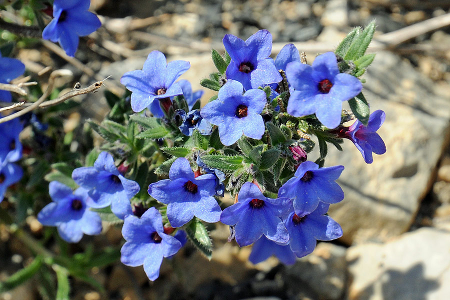 Lithodora fruticosa (L.) Griseb